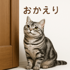 アメリカンショートヘア、猫好きに捧ぐ
