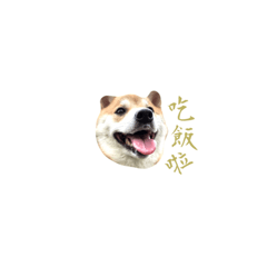 柴犬狗狗-比安卡