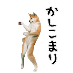Dancing Dog! The Everyday Shiba Pack