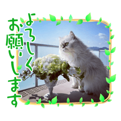 CHERRY_20251115230611