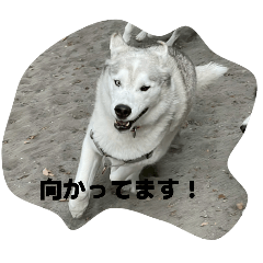 Luke ikeinu_20251116204931