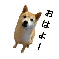 Shiba Inuwan