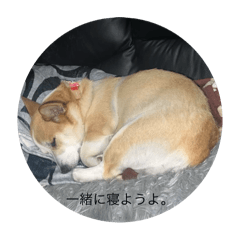 shinn_20251116232338