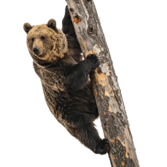 TheBears'HonestVoices