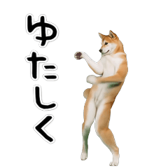 Okinawan Shiba Dance!
