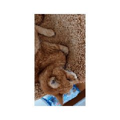 gorimi_20251116050222