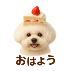 Bichon Sweets