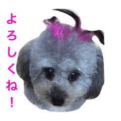 Cute toy poodle Kuma