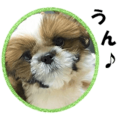 返事 相槌 シーズーの写真スタンプ3 Line スタンプ Line Store