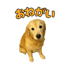 Golden Retriever's Tweets