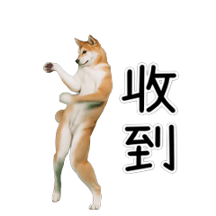 Dancing Dog! The Everyday Shiba Pack CN