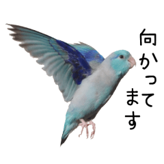 Flying Pacific Parrotlet