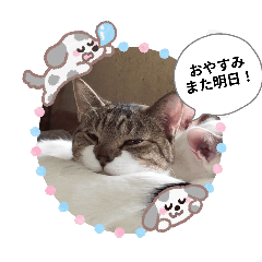 sakura_20251117065103