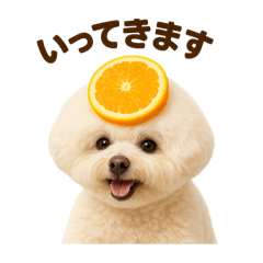 Bichon Fruits
