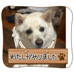 fluffy_20251116210251