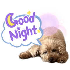 Toy poodle_Rion