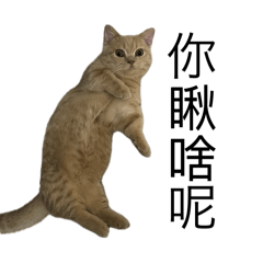 圓圓粿粿四字真言