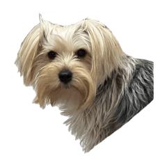 潼潼的擺爛狗生