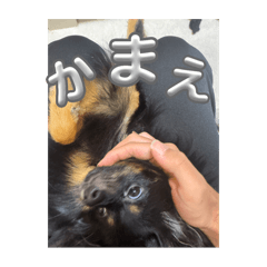 ウルちゃんです！