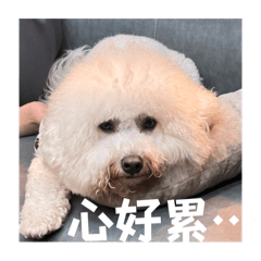 麻尼小狗的廢廢生活