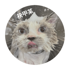 呼嚕嚕嚕嚕嚕嚕嚕嚕