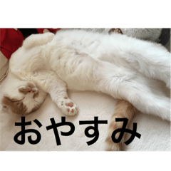 cat is kotachan