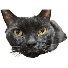 hinairoha_20251117175026