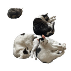 Finger_20251117194537