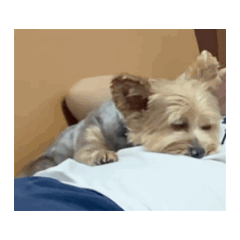 約克夏阿肥動動貼圖