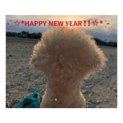 fluffy_20251117214528