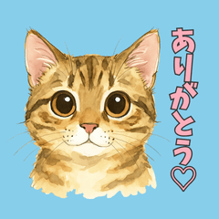 Thank You Cat Stickers