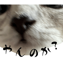 Hikari_20251117220021