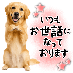 Golden Retriever Adult Polite Version