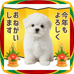 トイプードル（ホワイト）年末年始 お正月