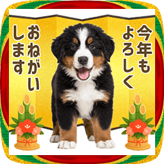 バーニーズマウンテンドッグ 年末年始 正月