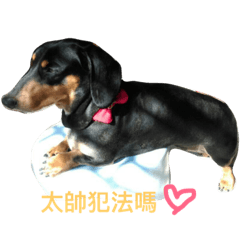 hakunamatata dog