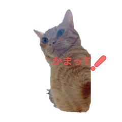 a cat's daily life&nbsp; &nbsp; 23