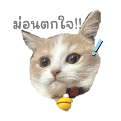 Mookmuay_20251118101914