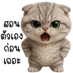 น้องจัดจ้าน แมวเทาตัวตึง