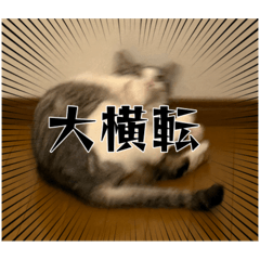 uchinonekodayon