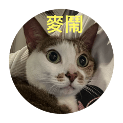 ☆好運喵喵系列☆