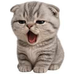 Judjan Greycute cat tuatung (No text)