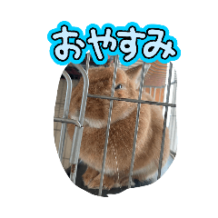 Melon_20251118173547