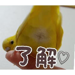 lemon_20251118195132