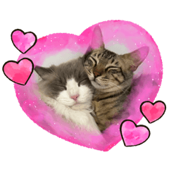 花拉︎︎❤︎魚丸❤︎米米❤︎麵麵❤︎