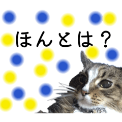 みなのねこでーーーす