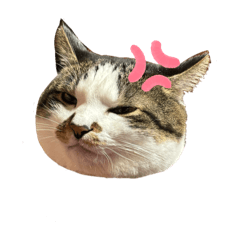 asagohan_20251118193217