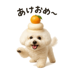 Bichon New Year-Ze