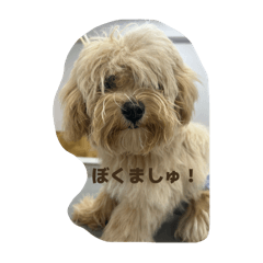 mashu_20251118201320