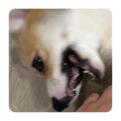 我是柯基名叫豆花